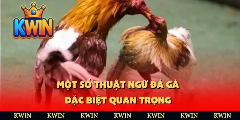 Một số thuật ngữ đá gà đặc biệt quan trọng